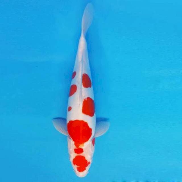 MARU 9 - KOHAKU DOITSU ®