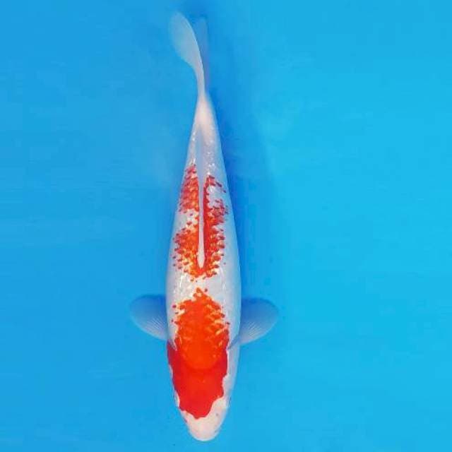 MARU 14 - KANOKO KOHAKU ®