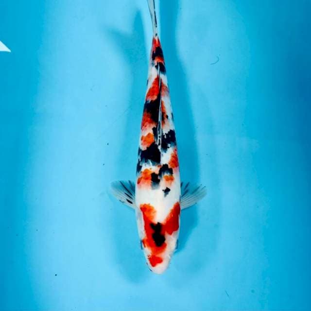 Sanke, 31 cm