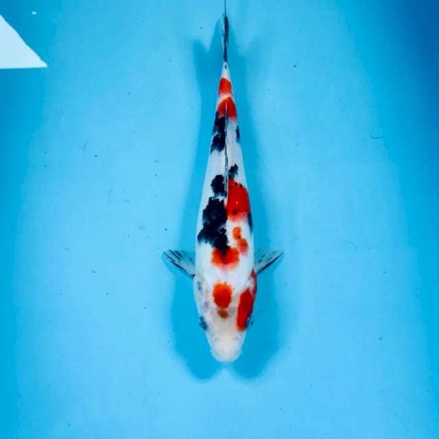 Sanke 25 cm