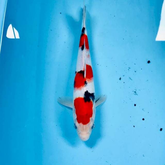 Sanke, 25 cm
