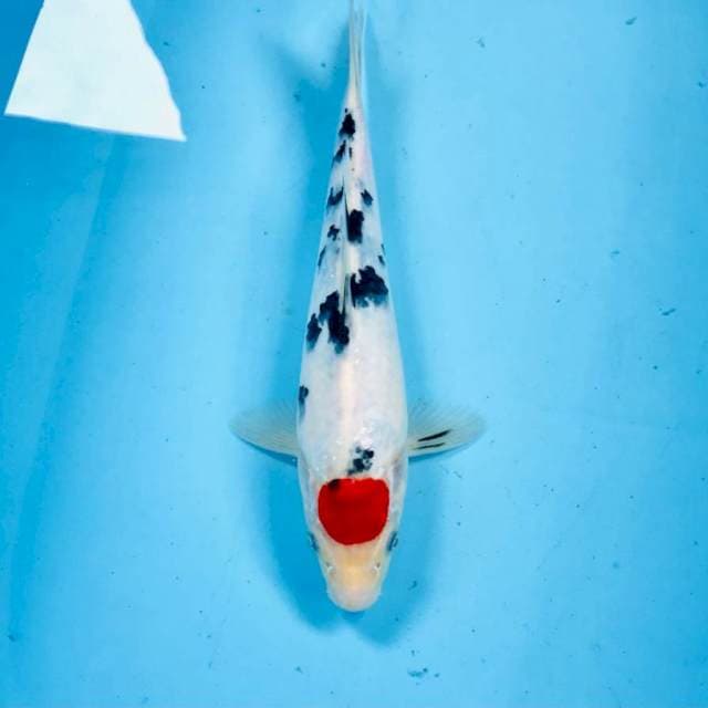 Tancho Sanke, 30 cm