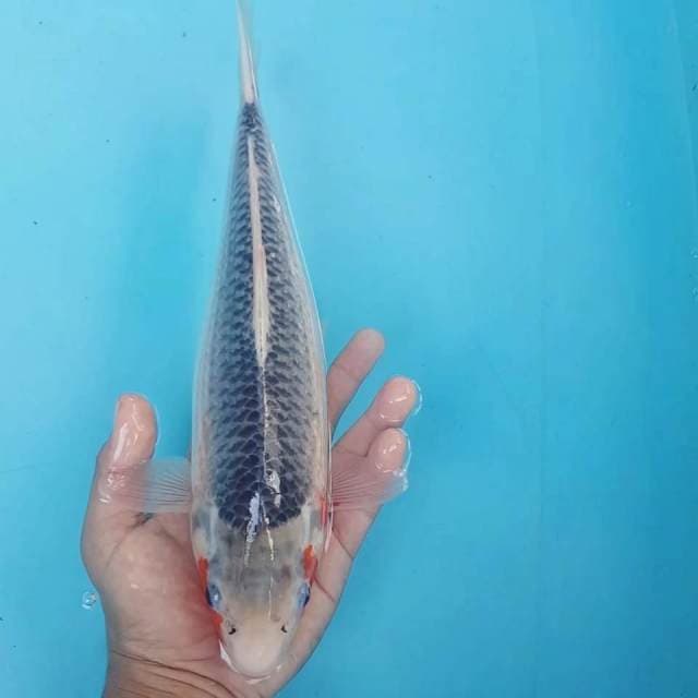 ASAGI 35CM