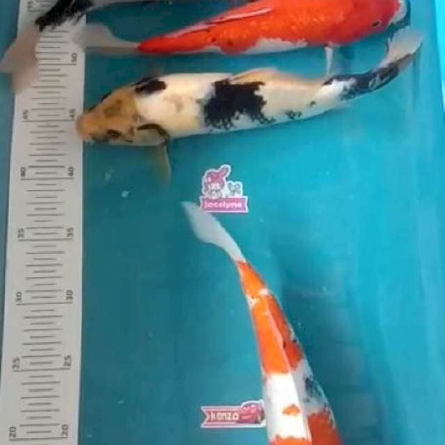 Paket mix 4ekor