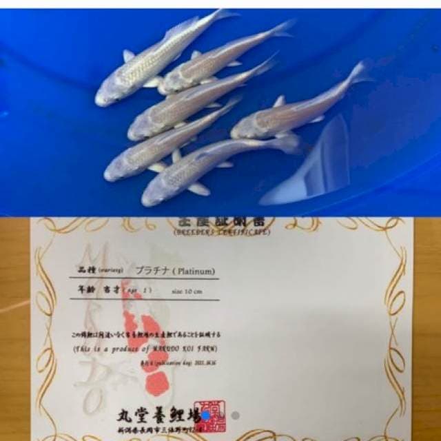 1 PLATINUM IMPORT MARUDO 