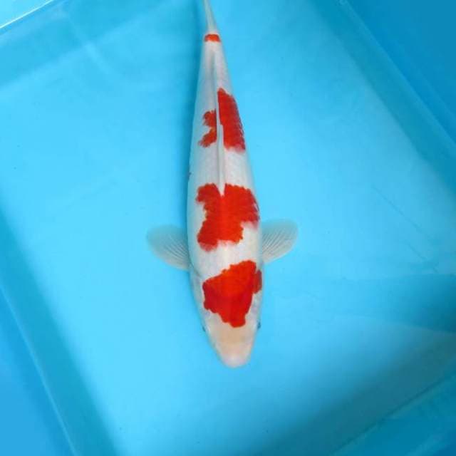 SATRYA 3 ~ YAMASHITA KOHAKU,-