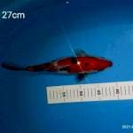 Sanke 27cm