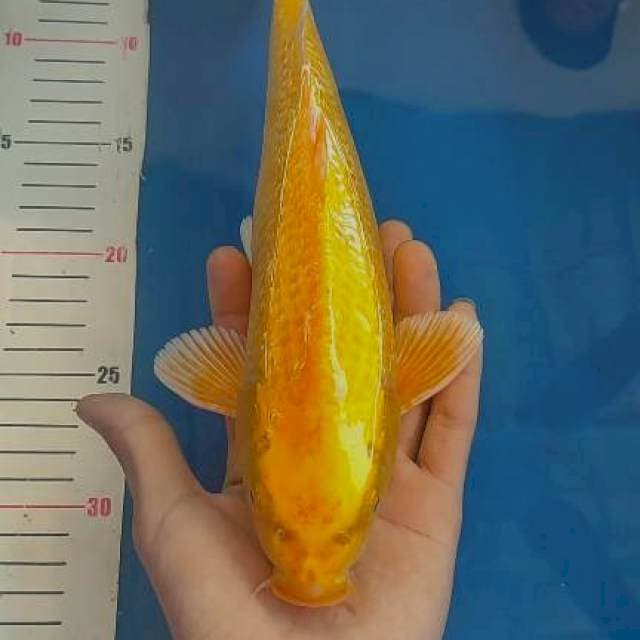 31cm Karashi ginrin