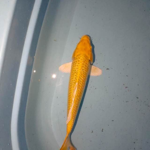 Ogon 