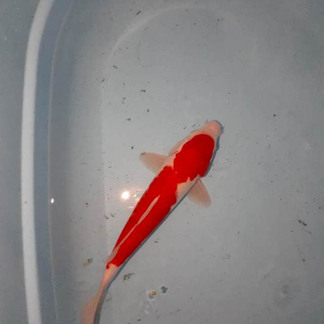 Kohaku