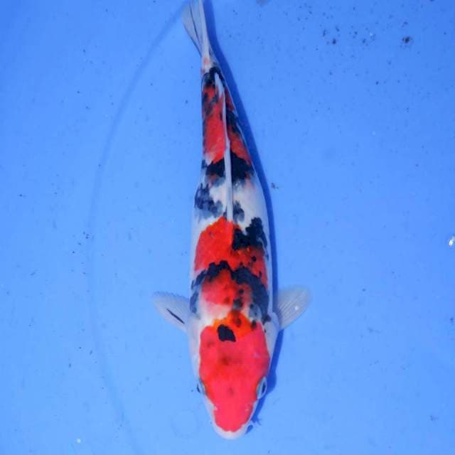 SANKE SANSHOKU