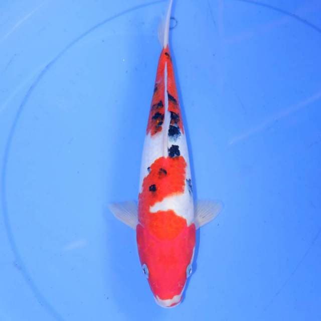 32CM SANKE
