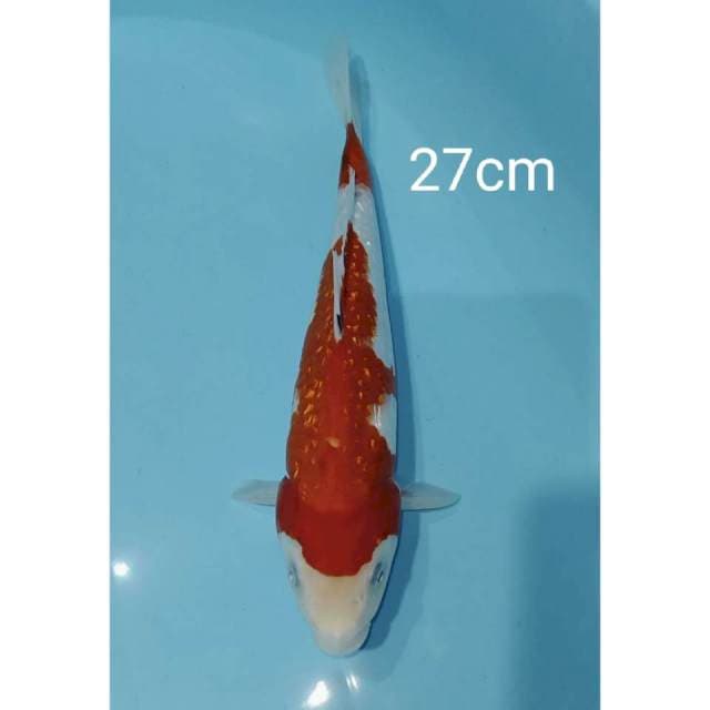 Showa ginrin tategoi 27cm