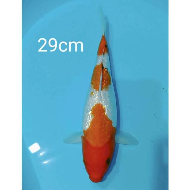 Showa ginrin tategoi 29cm
