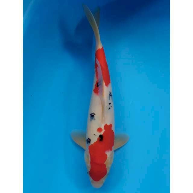 sanke male merah strong 34 cm