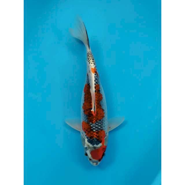 goshiki female 31 cm