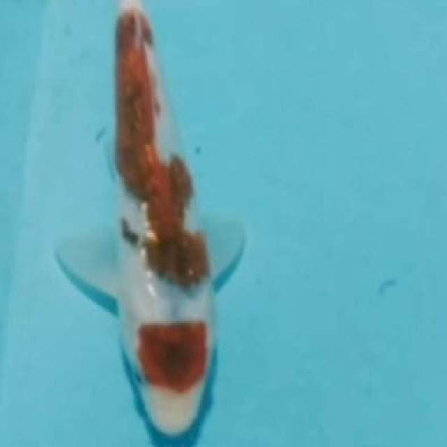 Maruten goromo ory 21cm