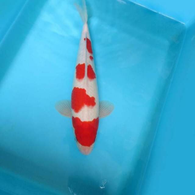 SATRYA 7 ~ KOHAKU MARUI,-