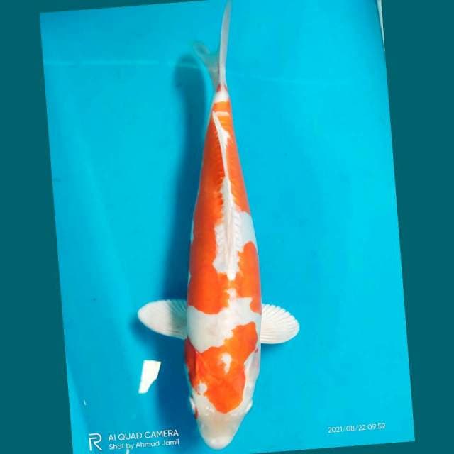 Kikushui jantan 33cm