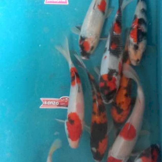 Paket mix 10ekor
