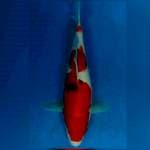 Strong red sanke 36cm
