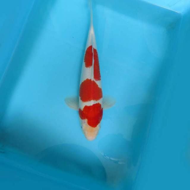 SATRYA 8 - KOHAKU 3 STEPS,-