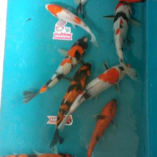 Paket campur 10ekor