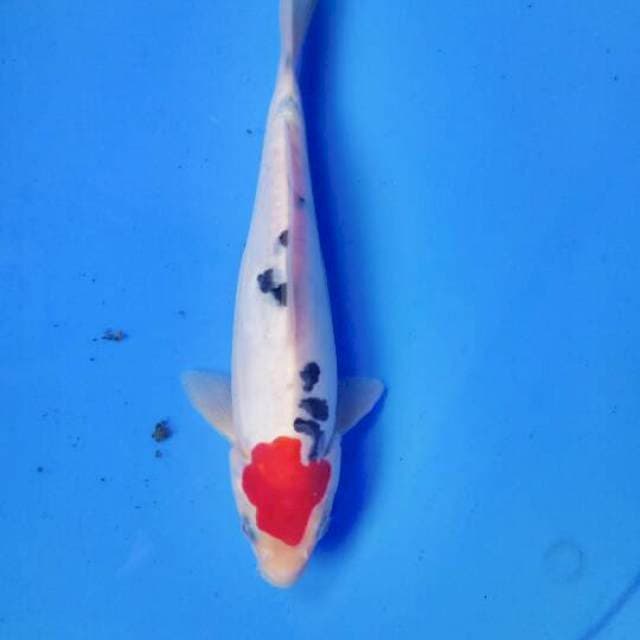 Tancho sanke 21 cm