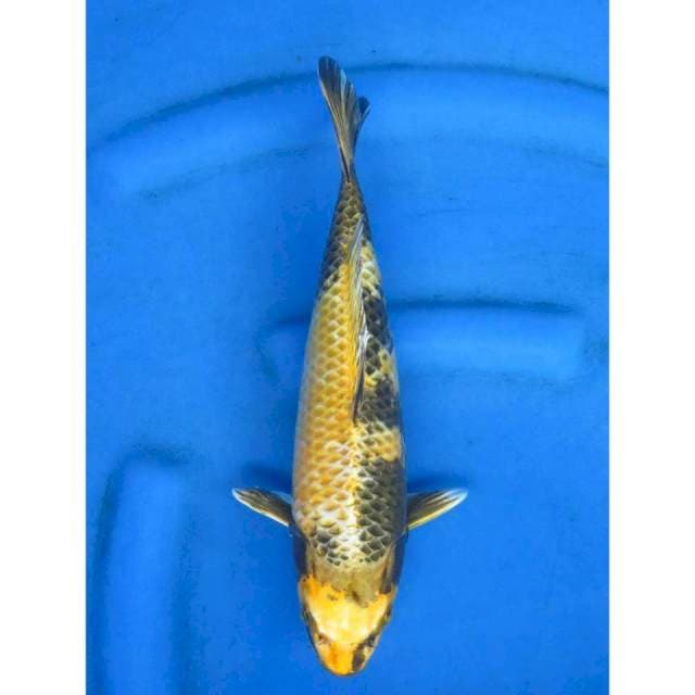 Kin Ki Utsuri - 30cm 