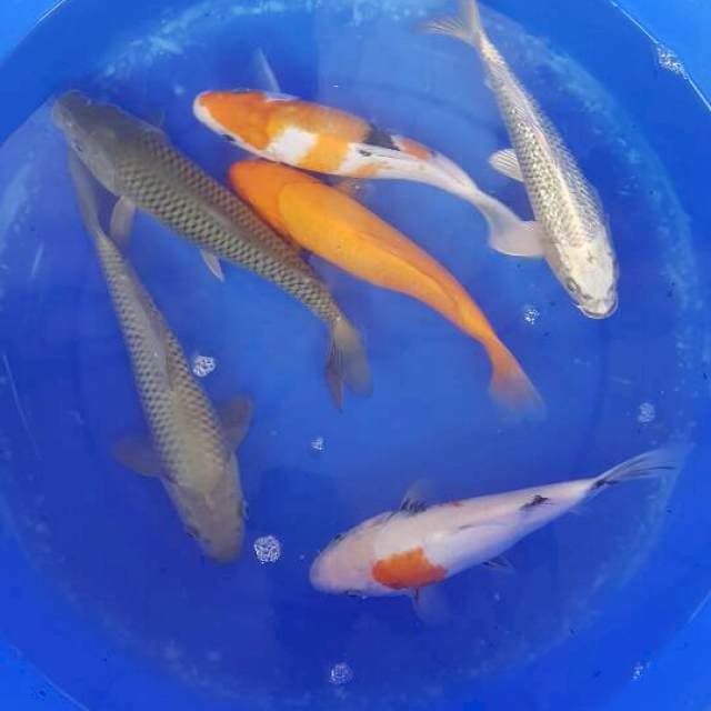 Mix 25 bu 6 ekor