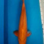 Karamel F1 Ogata Jumbo Nisai