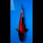 Showa 40cm
