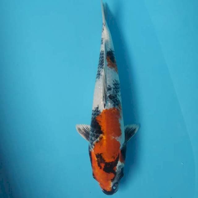 Gin showa 34cm