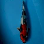 Gin showa 34cm