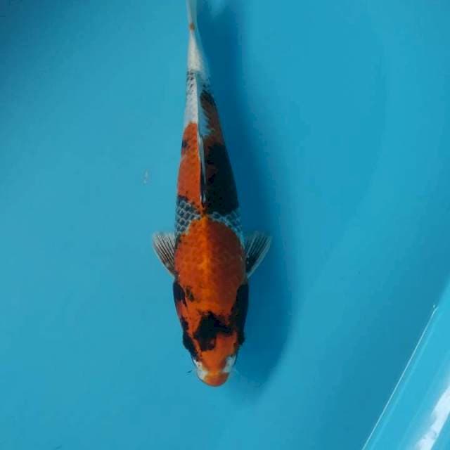 Gin showa 31cm