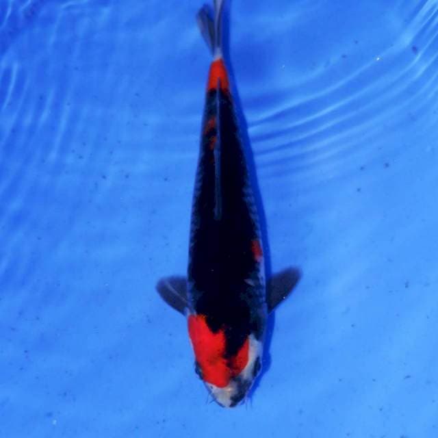 BENI MATSUKAWABAKE