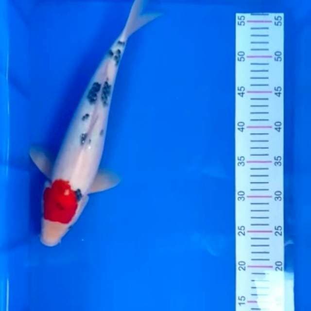 Tancho showa 38 cm