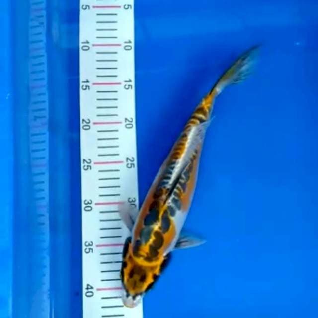 Kujaku doit 32 cm