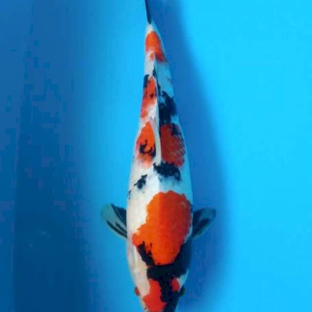 Showa 40cm vimale
