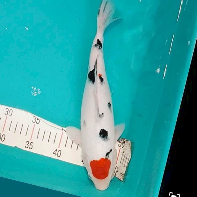 Original 33cm