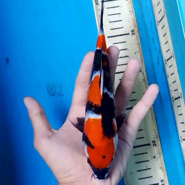 SHOWA QUALITY 20cm