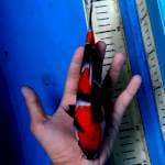 SHOWA QUALITY 20cm