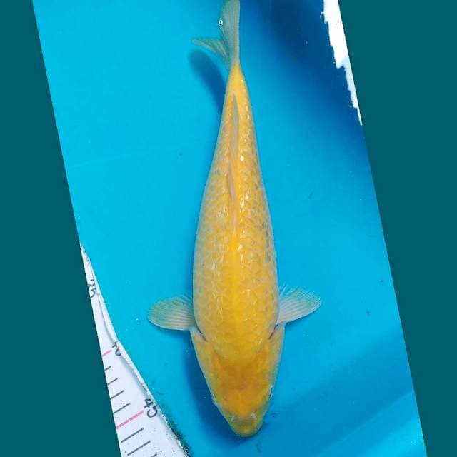Karashi Ginrin Bulky 32cm