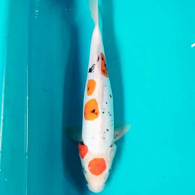 Maruten Beni Kumon 32cm