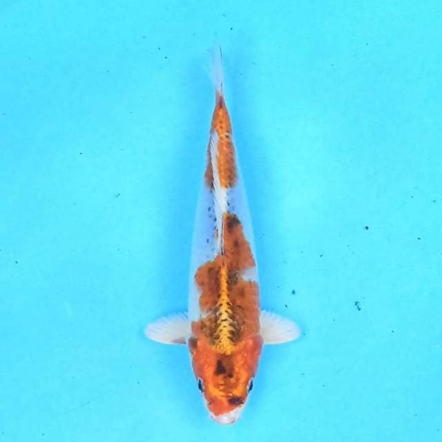 Kujaku 20 cm