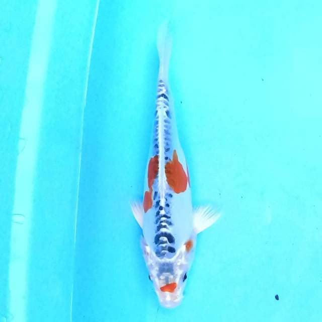 Kiko 20 cm
