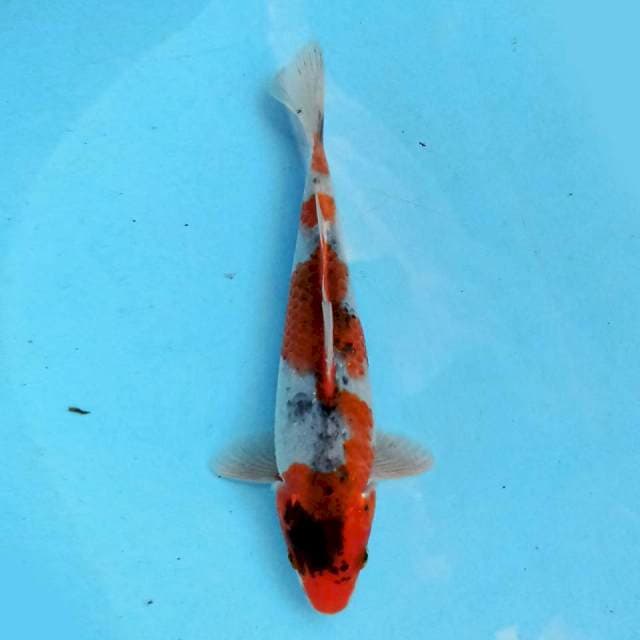 Original 19 cm