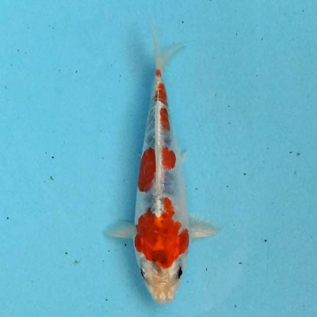 Kiko 15 cm
