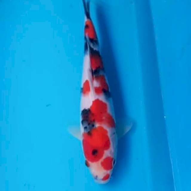 Showa 25cm Male