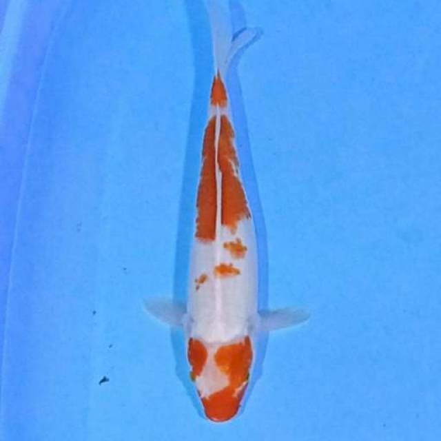Kohaku hikari